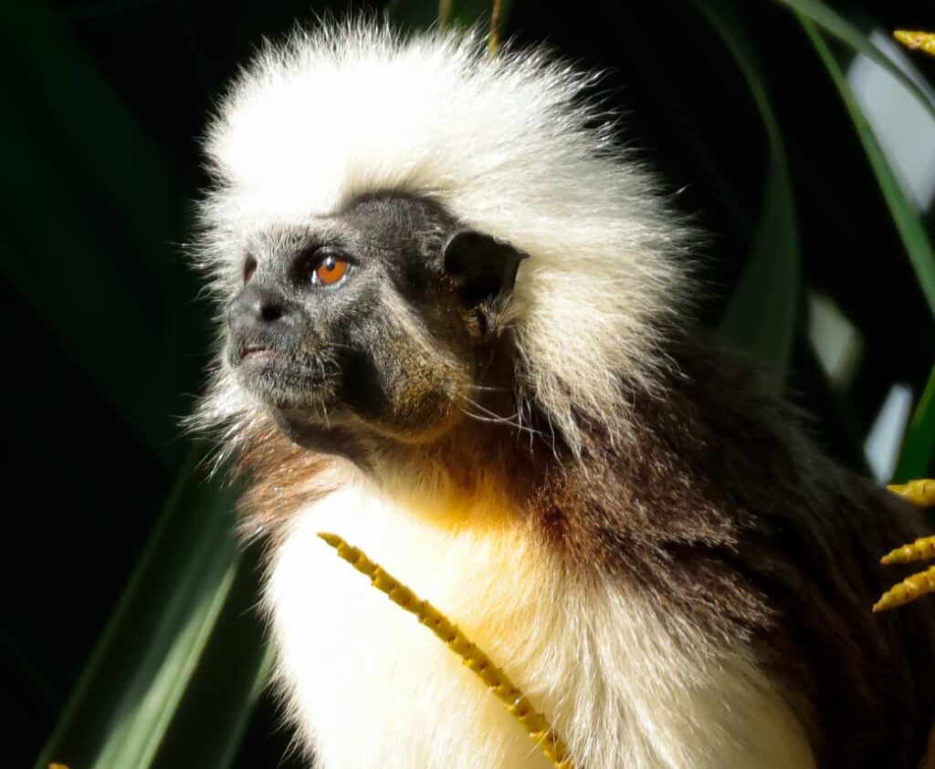 Avistamiento de Vida Silvestre en el Parque Tayrona Tití De Cresta Blanca