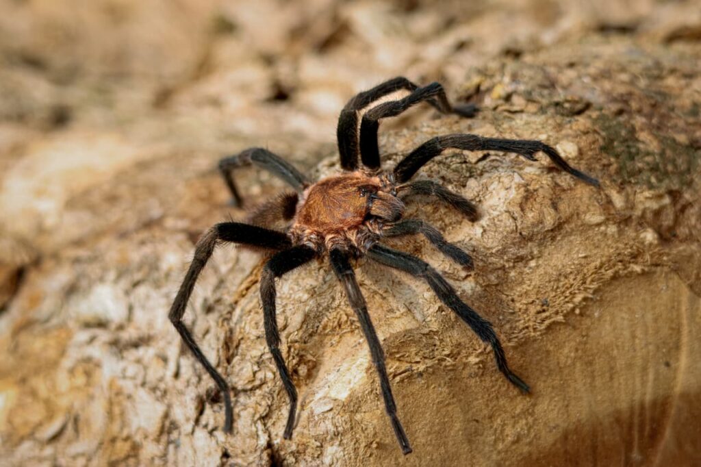 Observación nocturna de visa silvestre en el Parque tayrona