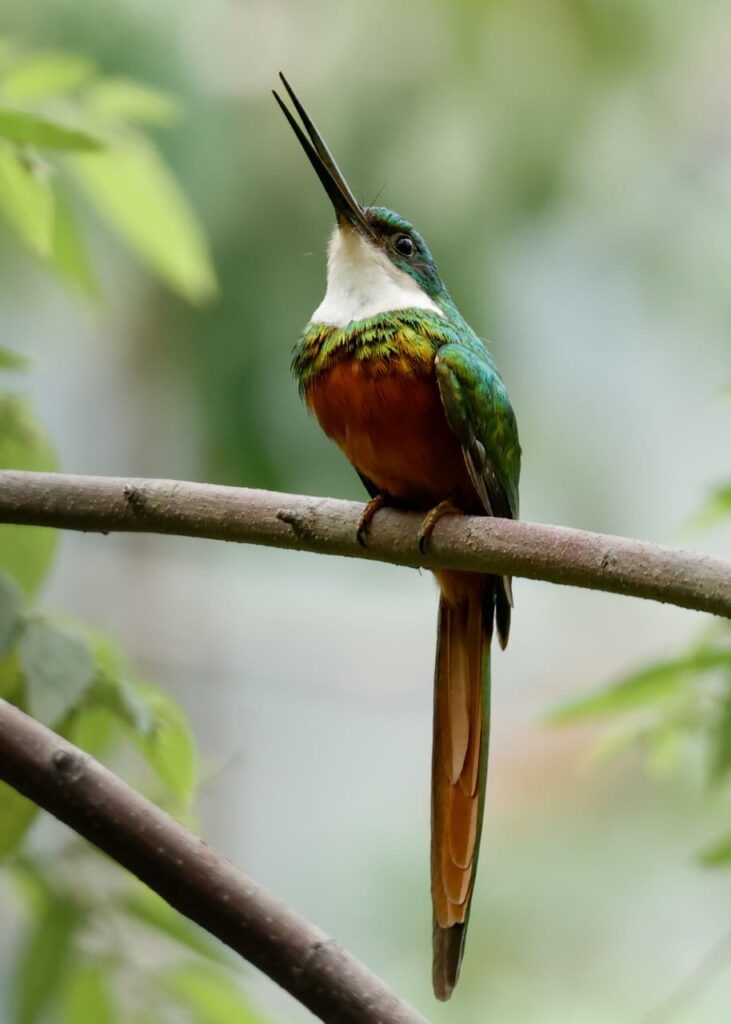 Vida Silvestre del Parque Tayrona