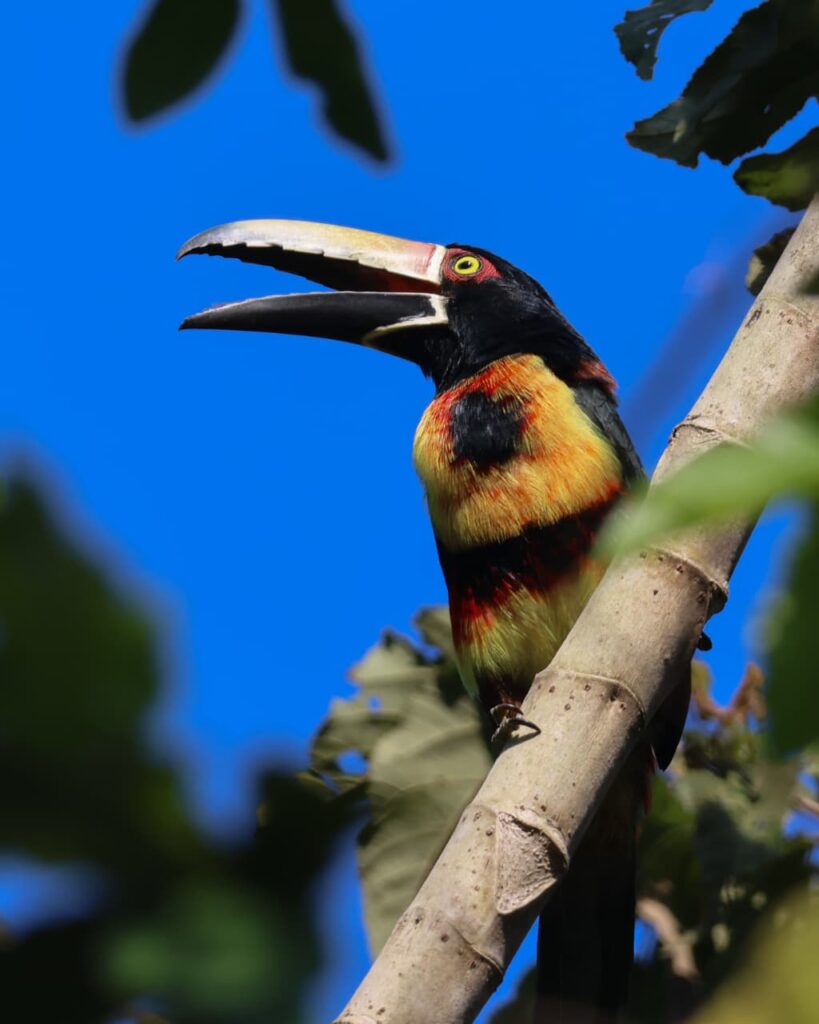 Observación de Vida Diurna Silvestre en el Parque Tayrona
