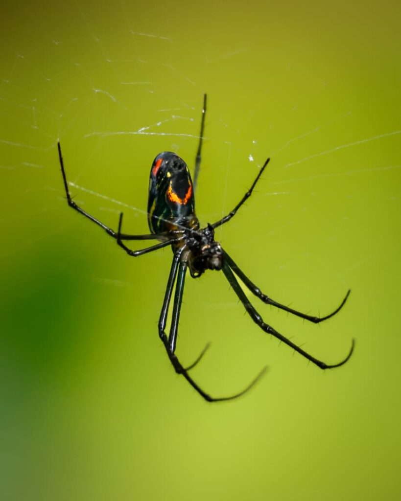 Vida Silvestre del Parque Tayrona