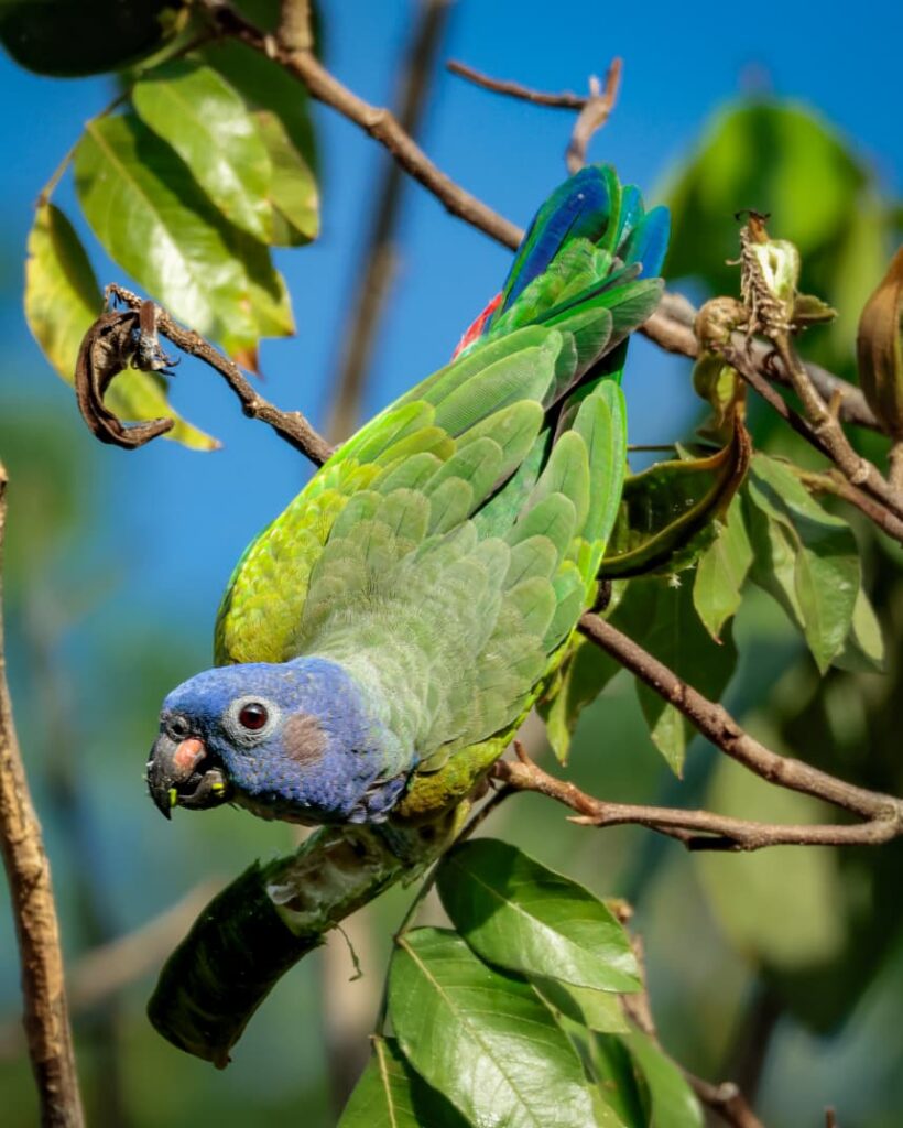 Vida Silvestre del Parque Tayrona