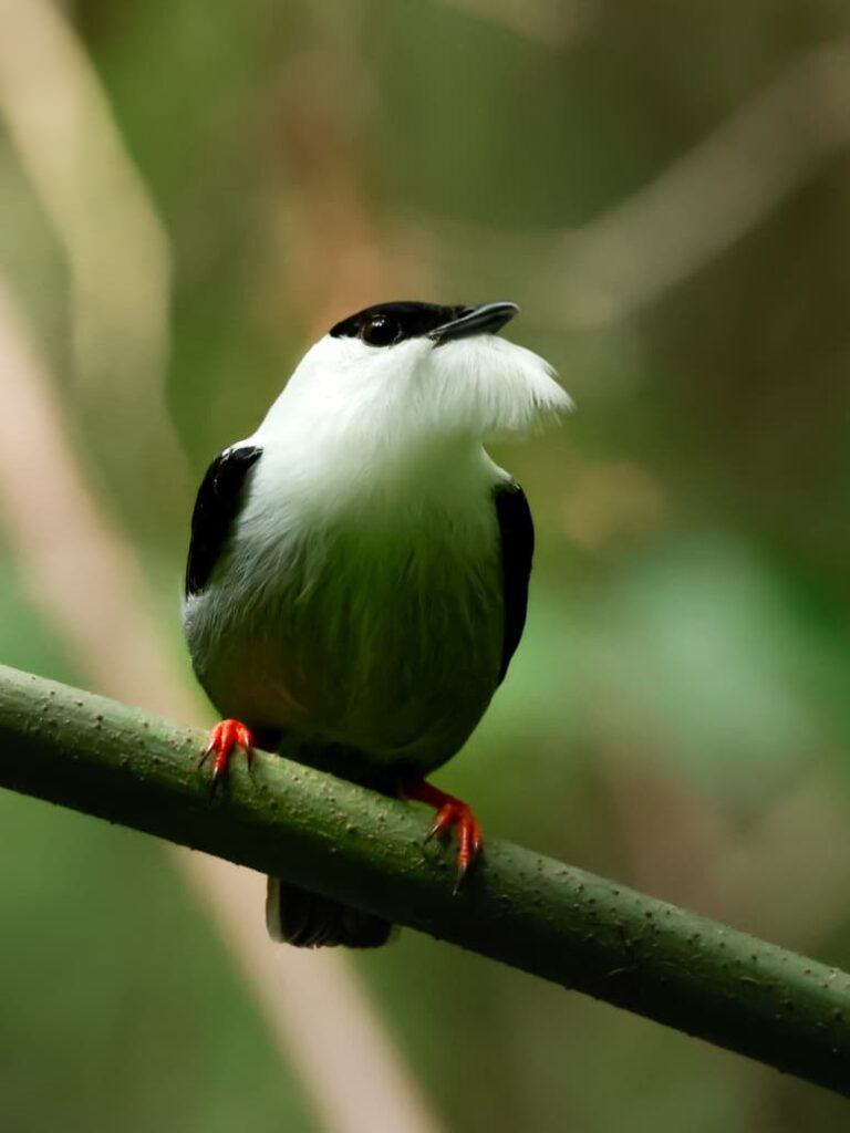 Observación de Vida Diurna Silvestre en el Parque Tayrona