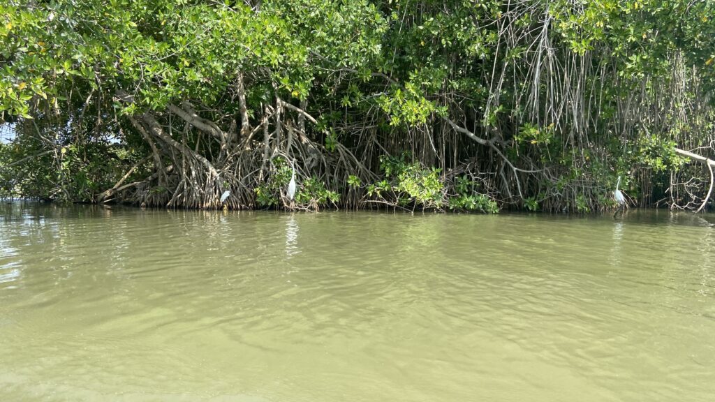 Aves de Cienaga Grande de Santa Marta