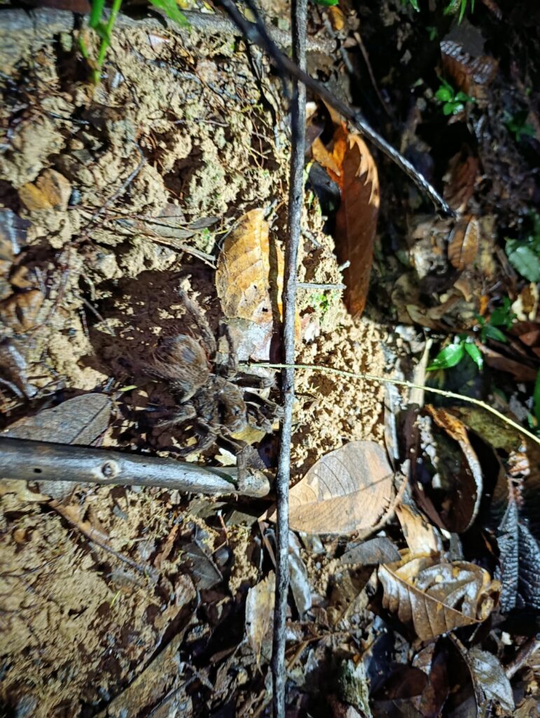 Araña camuflada en el suelo de la selva amazónica durante safari nocturno. 