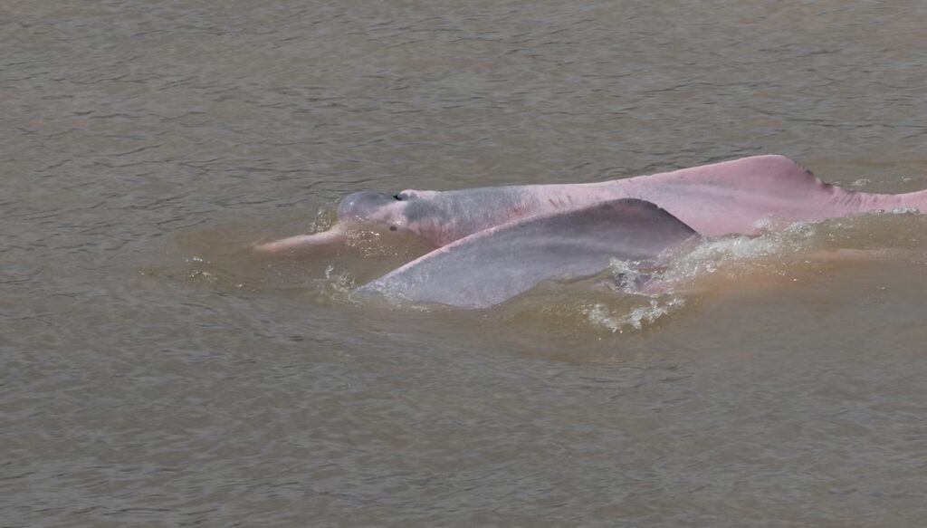 Delfín rosado del Amazonas asomando en las aguas del río Amazonas.