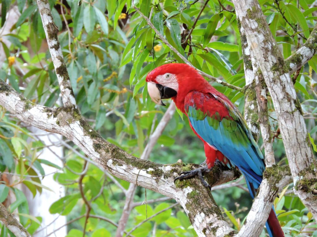 Guacamaya roja posada en una rama en la selva amazónica
