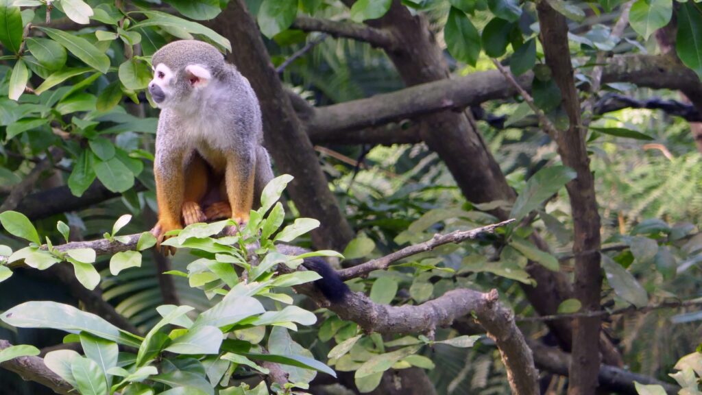 Mono ardilla observado durante el recorrido por la Fundación Maikuchiga en el Amazonas colombiano.