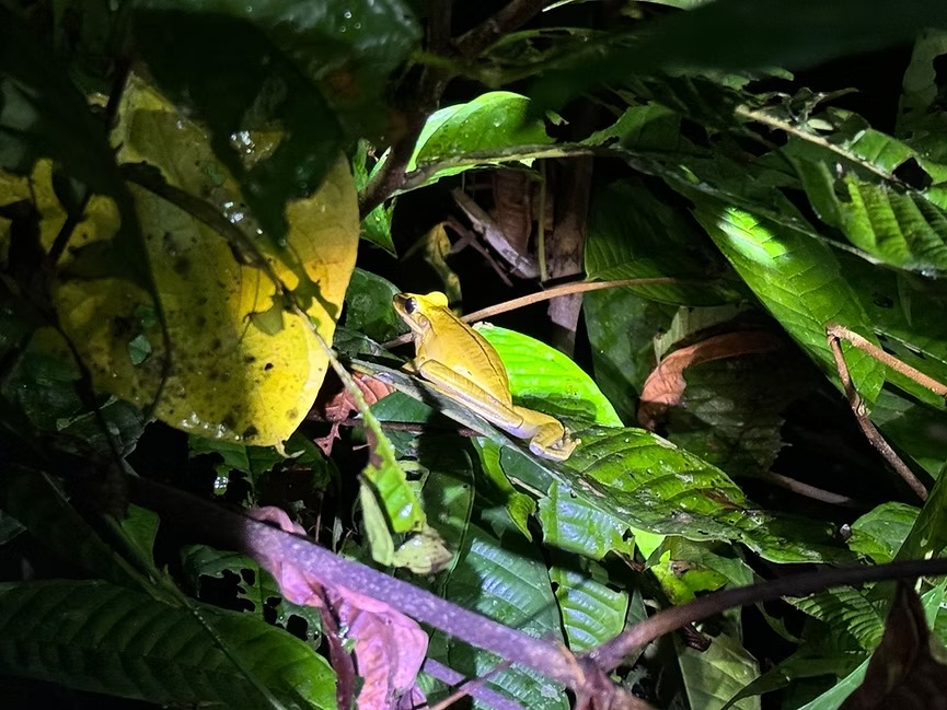 Rana en safari nocturno por la selva amazónica.